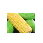 LG 336 hybrid maize